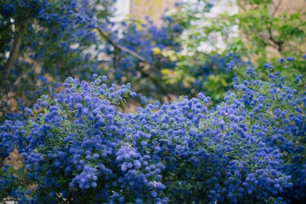 The Ultimate Guide to Growing Ceanothus: Tips and Tricks