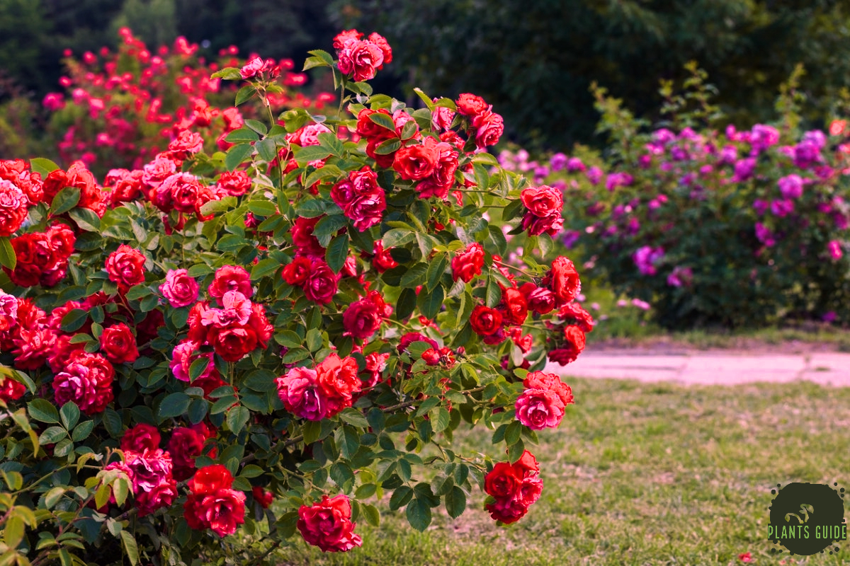 5 Flowering Shrubs to Add Color to Your Landscape
