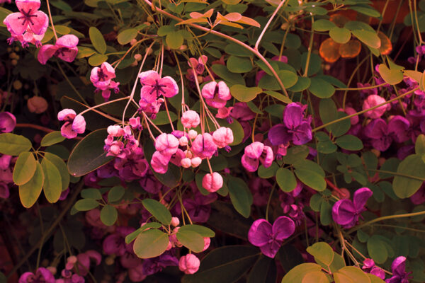 Discover the Beauty and Benefits of Akebia Quinata: A Complete Overview