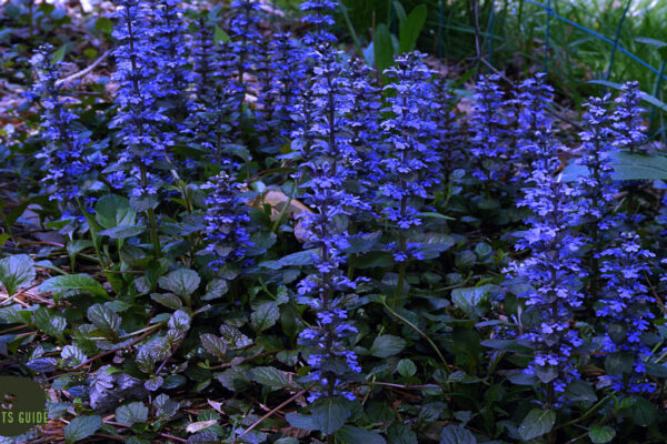 Bugleweed: A Natural Remedy for Anxiety and Stress