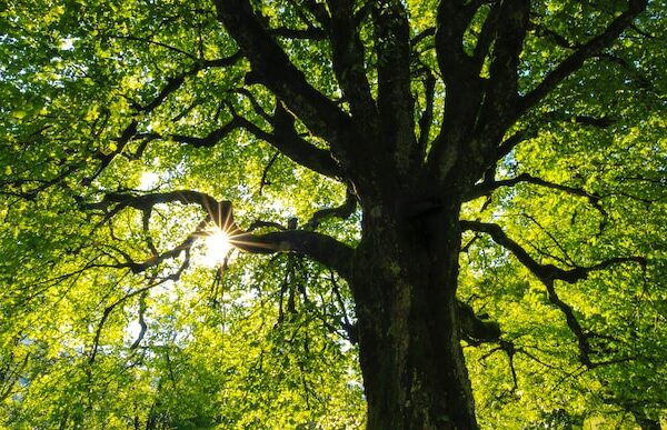 How to Plant and Care for Trees in Your Own Backyard