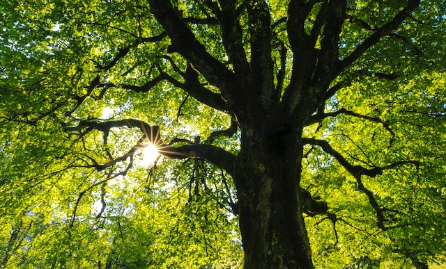 How to Plant and Care for Trees in Your Own Backyard