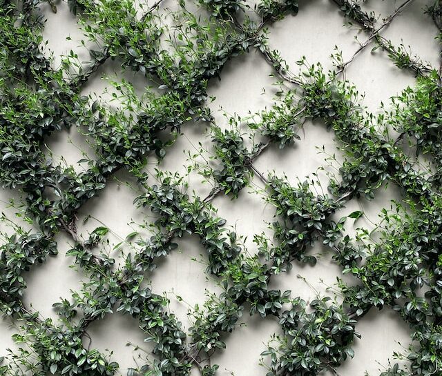 Climbing Plants for a Stunning Vertical Garden