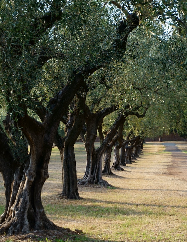 How to Grow and Care for Your Own Olive Tree