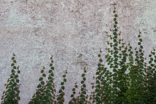 The Best Climbing Plants for Shady Areas