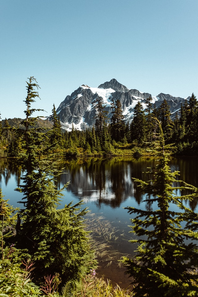 How Trees Help Combat Climate Change: A Comprehensive Guide