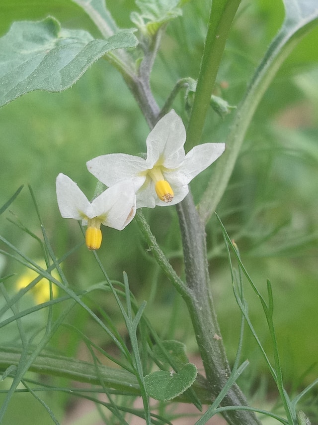 The Ultimate Guide to Growing Solanum Laxum in Your Garden