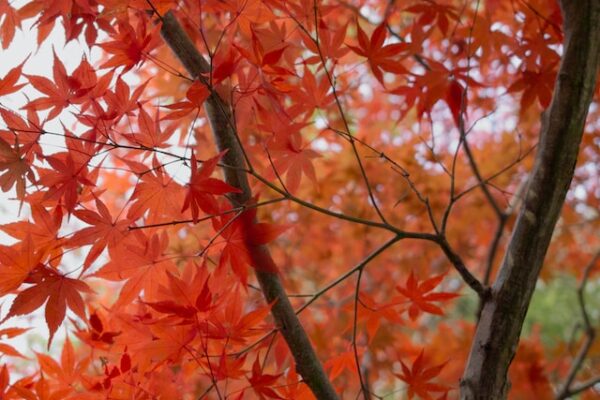 The Fascinating History and Symbolism of Red Maple Trees