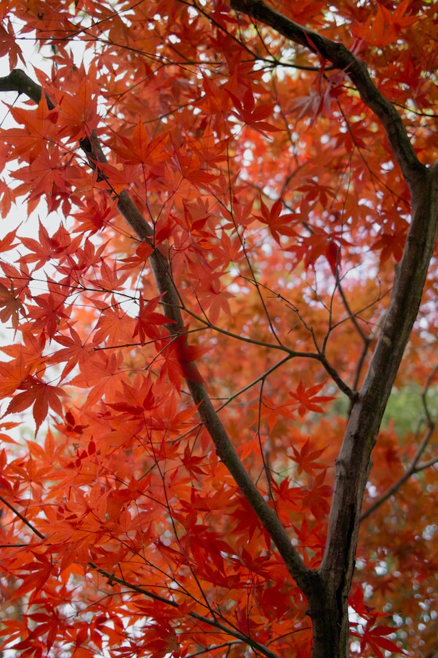 The Fascinating History and Symbolism of Red Maple Trees