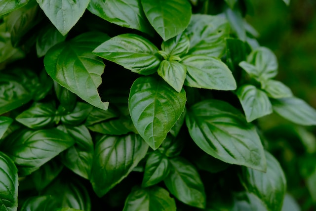 The Top Herbs to Grow in Your Home Garden
