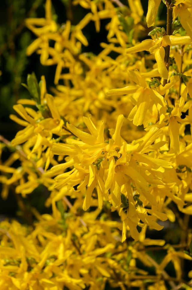 Reasons Why Forsythia Intermedia is a Must-Have Shrub for Your Garden