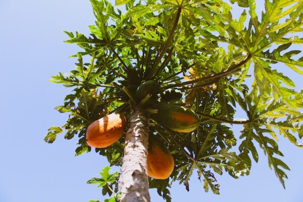 How to Grow and Care for Your Own Papaya Tree