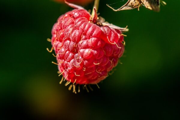 Step-by-Step Guide to Making Your Own Red Raspberry Shrub