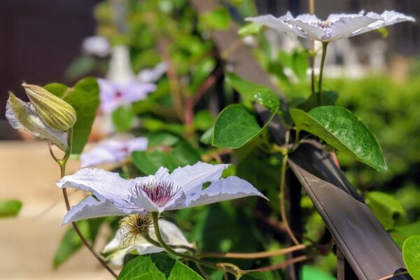 Stunning Passion Flower Varieties to Add to Your Garden