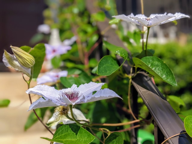 Stunning Passion Flower Varieties to Add to Your Garden