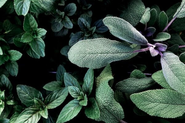 The Benefits of Using Sage in Your Cooking: A Comprehensive Guide