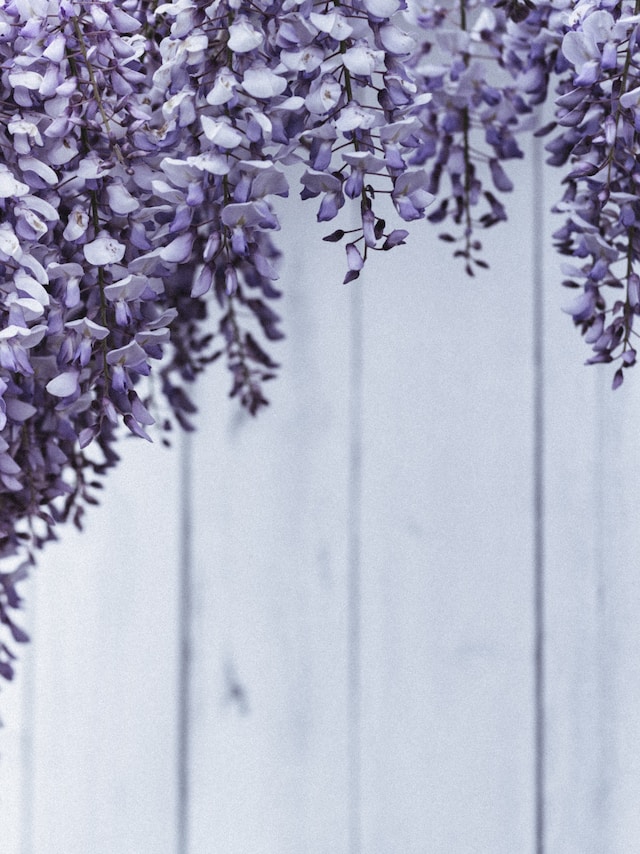 The Ultimate Guide to Growing and Caring for Wisteria