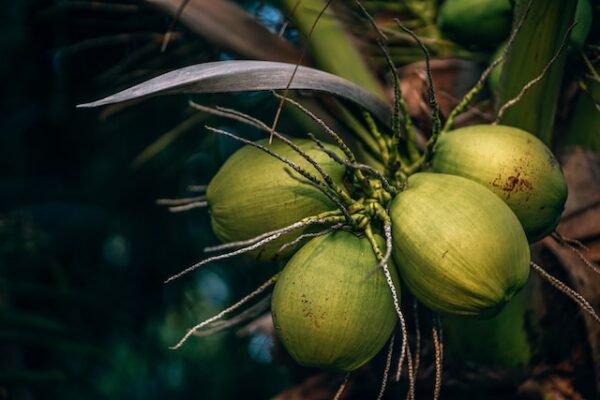 The Fascinating History of Coconut Trees: From Ancient Times to Modern Uses`