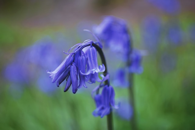 Reasons Why Bluebell Creeper is the Perfect Addition to Your Garden