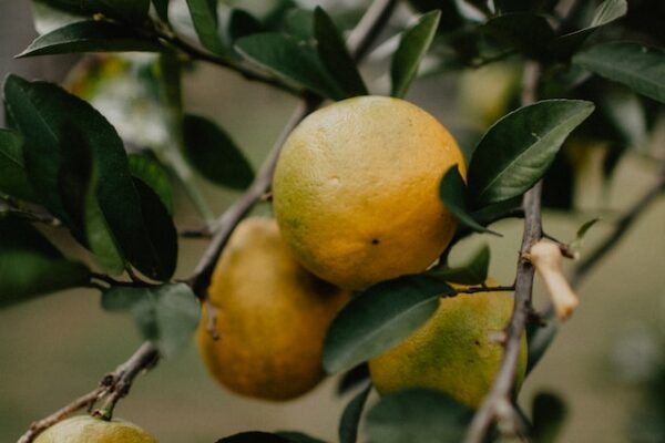 How to Care for Your Lemon Shrubs: A Step-by-Step Guide