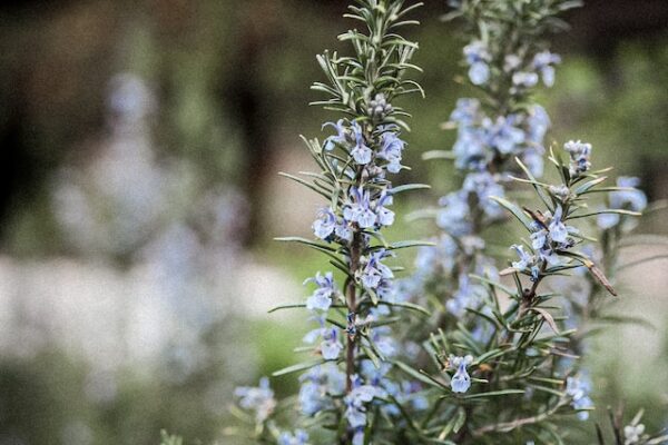 The Health Benefits of Rosemary: A Comprehensive Guide