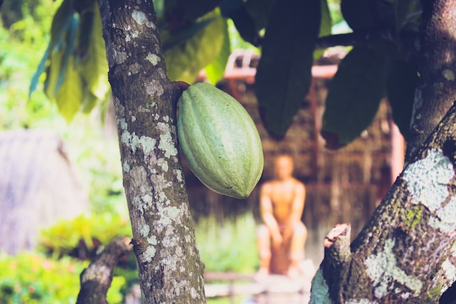 The Fascinating Journey of the Cacao Tree: From Seed to Chocolate