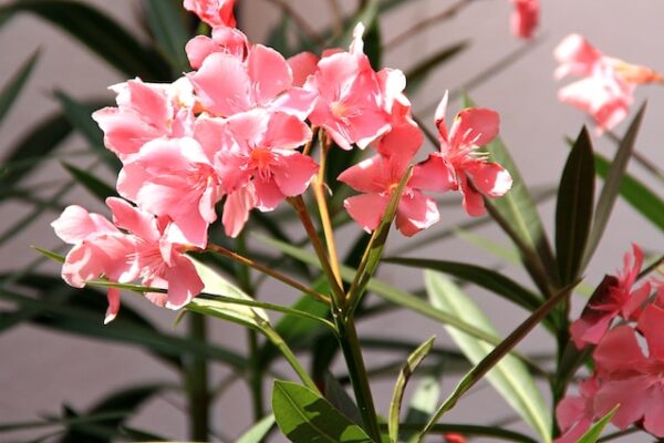 The Complete Guide to Growing and Caring for Oleander Plants