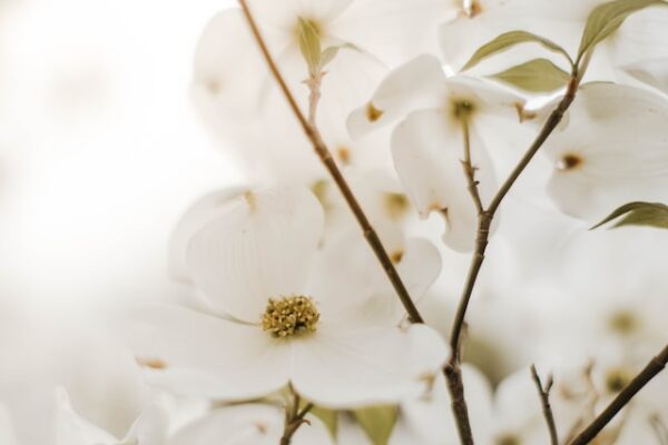 The Ultimate Guide to Growing and Caring for Dogwood Trees