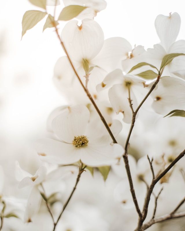 The Ultimate Guide to Growing and Caring for Dogwood Trees