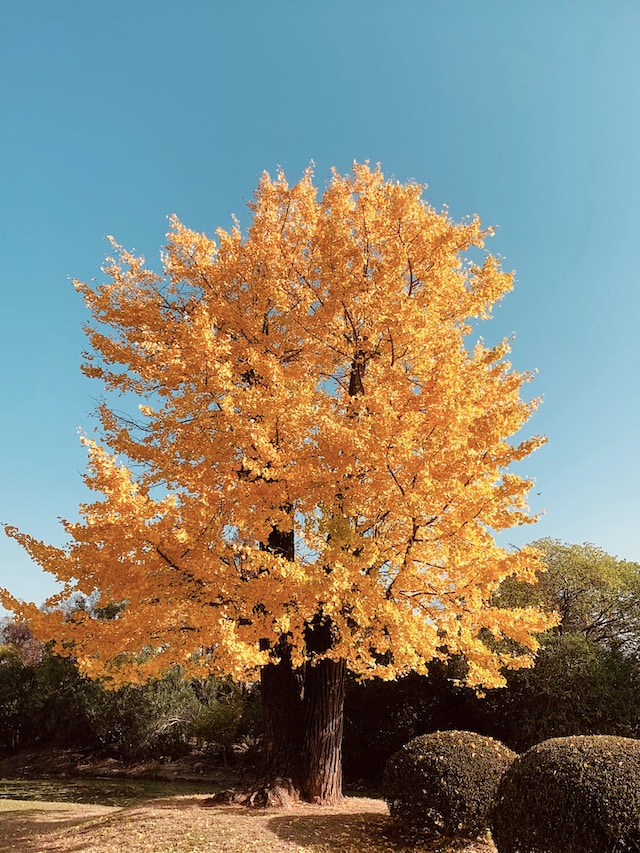 Unveiling the Secrets of Ginkgo Biloba: A Comprehensive Guide