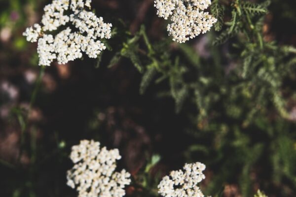 The Ultimate Guide to Growing Yarrow in Your Garden