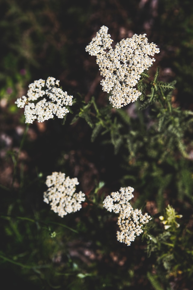 The Ultimate Guide to Growing Yarrow in Your Garden
