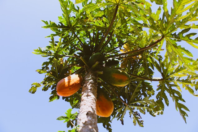 The Ultimate Guide to Growing a Healthy Papaya Tree: Tips and Tricks