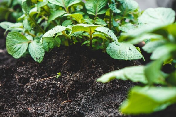 The Ultimate Guide to Growing a Thriving Potato Plant