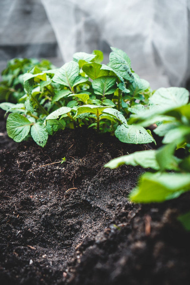 The Ultimate Guide to Growing a Thriving Potato Plant