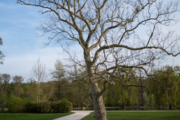 Exploring the Natural Habitat of Platanus occidentalis