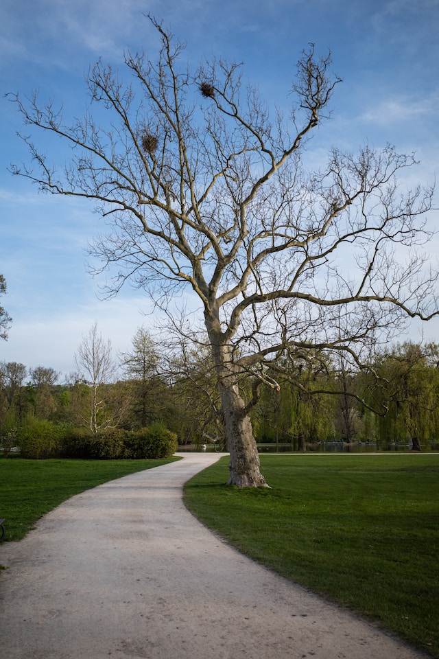 Exploring the Natural Habitat of Platanus occidentalis