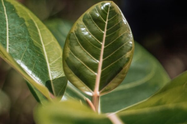 Unveiling the Enigmatic Beauty of Ficus benghalensis: A Comprehensive Guide