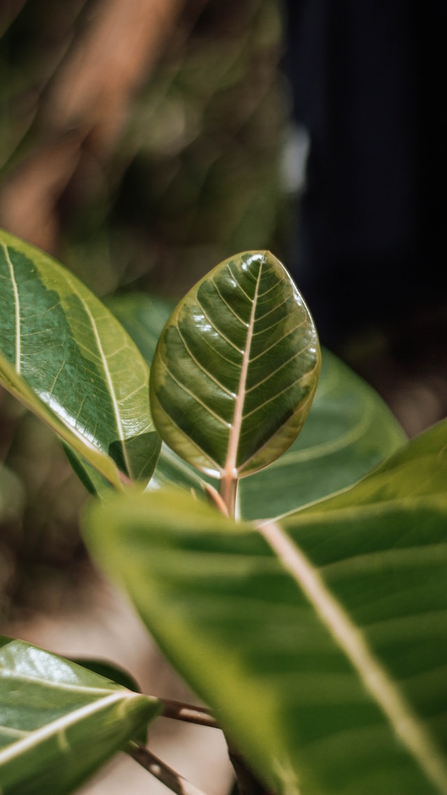 Unveiling the Enigmatic Beauty of Ficus benghalensis: A Comprehensive Guide