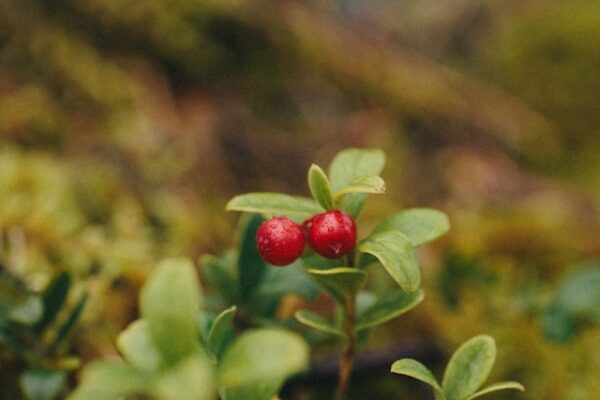 The Ultimate Guide to Lingonberry: Health Benefits and Nutritional Value
