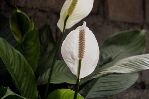 The Ultimate Guide to Caring for Your Peace Lily Plant