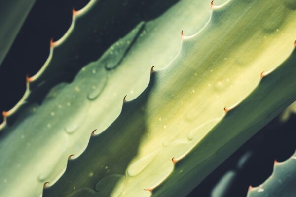 Unveiling the Healing Powers of Aloe Vera: A Comprehensive Overview