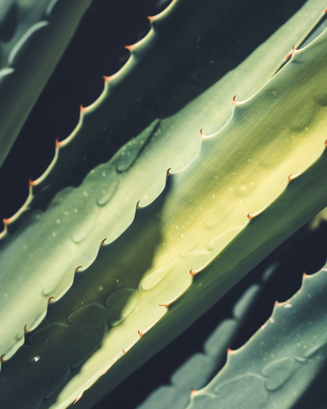 Unveiling the Healing Powers of Aloe Vera: A Comprehensive Overview
