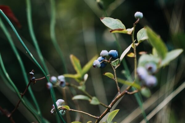 The Ultimate Guide to Growing Vaccinium Myrtillus Shrubs: Everything You Need to Know