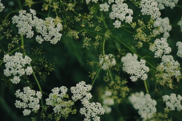 The Ultimate Guide to Growing Chervil in Your Garden