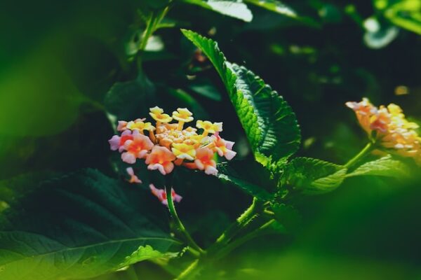 The Ultimate Guide to Growing Lantana Camara in Your Garden