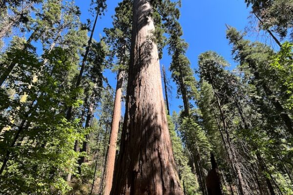 The Majestic Giants: Exploring the World of Giant Sequoias