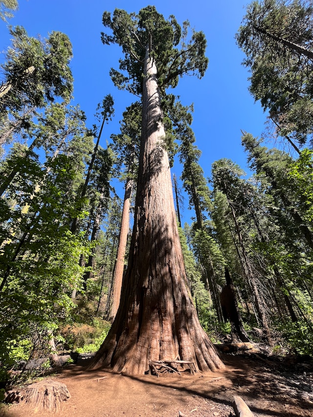 The Majestic Giants: Exploring the World of Giant Sequoias