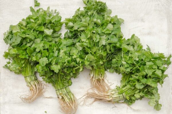 Coriander vs. Cilantro: Unveiling the Differences and Similarities