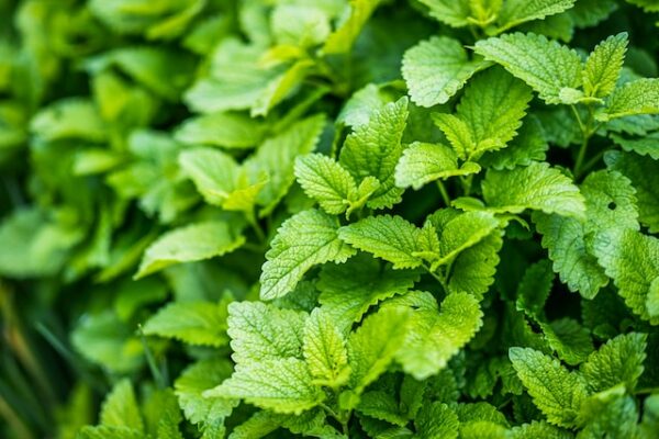How to Grow and Harvest Lemon Balm in Your Garden